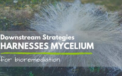 Downstream Strategies Harnesses Mycelium, A New Approach to Bioremediation, in the Town of Bath
